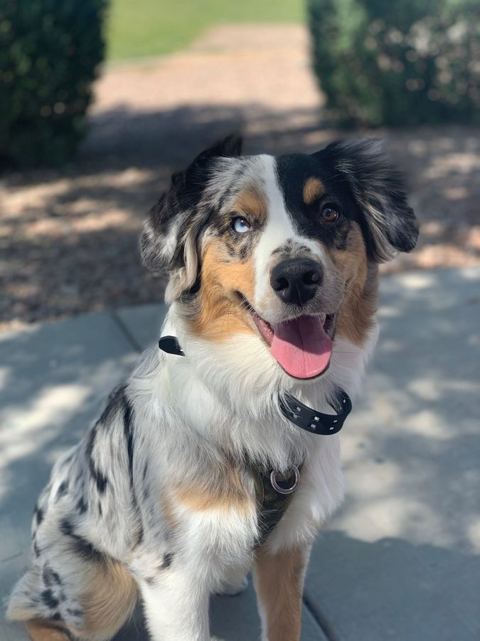 Stephen's Australian Shepherd
